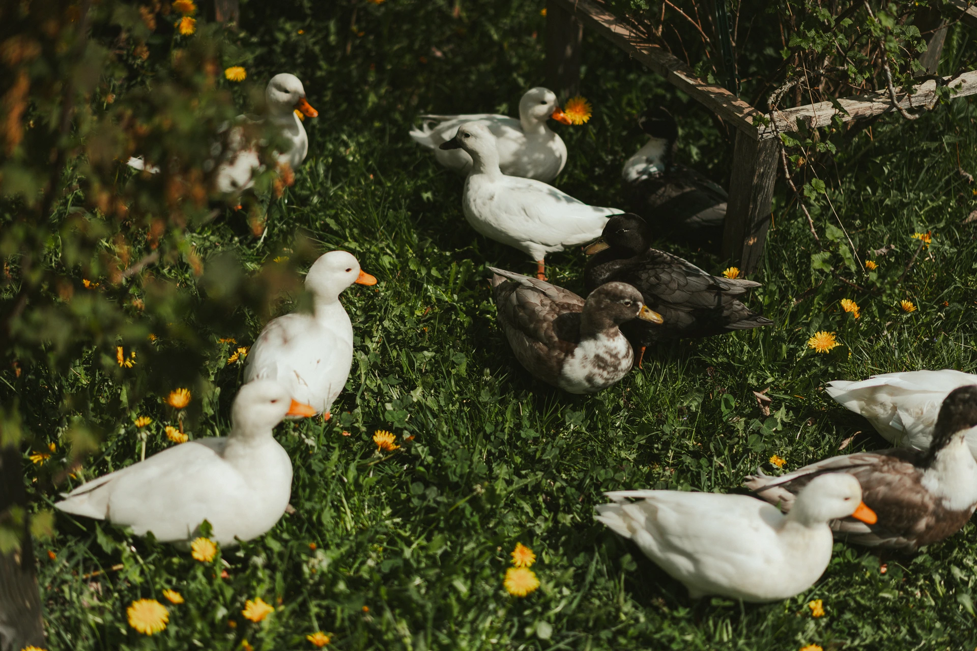 A flock of white and brown call ducks resting and preening in dappled sunlight on a grassy bank scattered with dandelions, a weathered wooden fence behind them