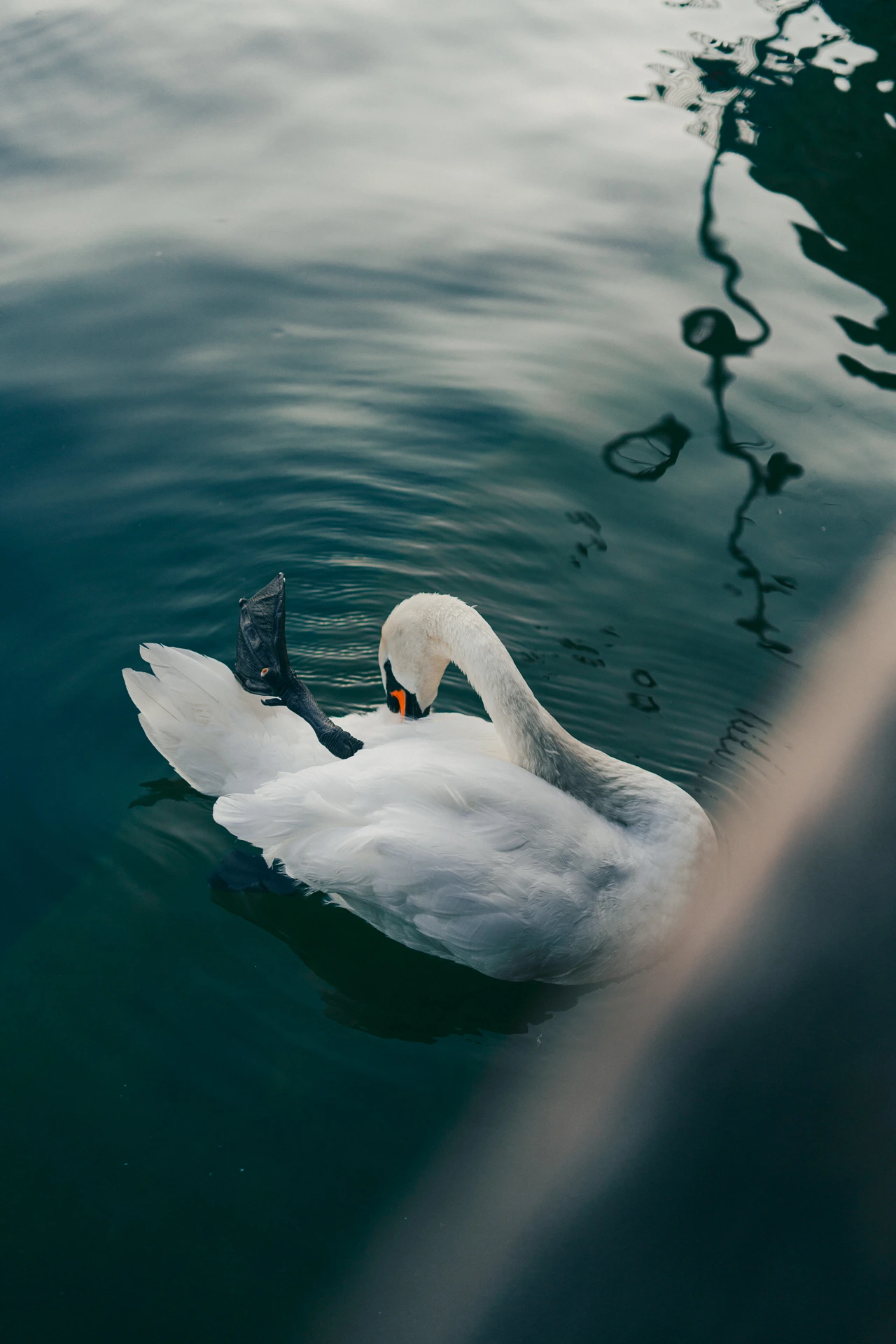 A mute swan preening its back feathers while floating on dark teal water, seen from above a dock, with the silvery reflection of rigging and masts rippling across the surface and a blurred railing crossing the foreground