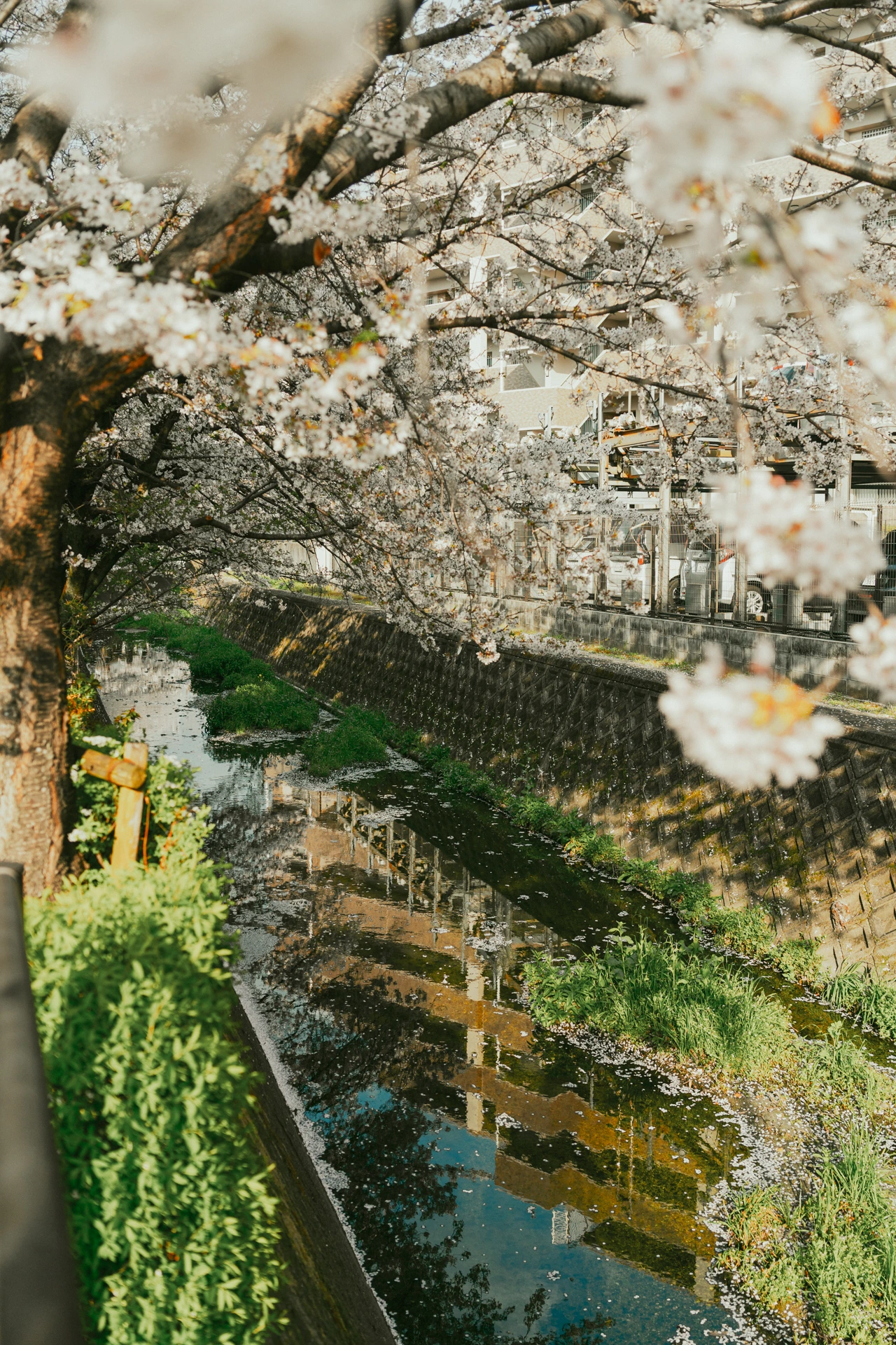Cherry blossom trees in full bloom arching over a narrow concrete-lined canal in a Japanese suburb, fallen petals floating on the still water and reflecting the branches, with an apartment block and parked cars behind a fence in the background