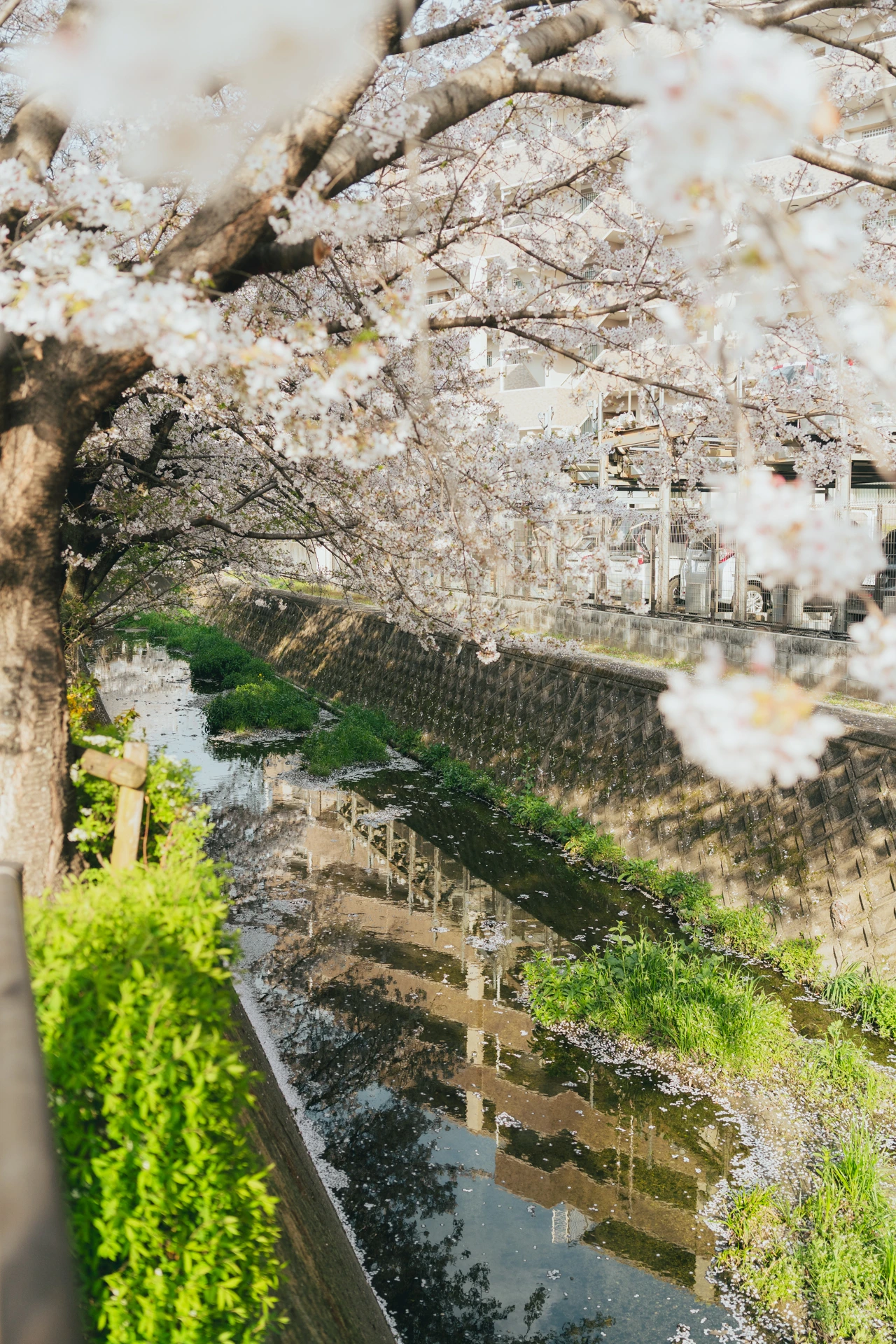 Cherry blossom trees in full bloom arching over a narrow concrete-lined canal in a Japanese suburb, fallen petals floating on the still water and reflecting the branches, with an apartment block and parked cars behind a fence in the background