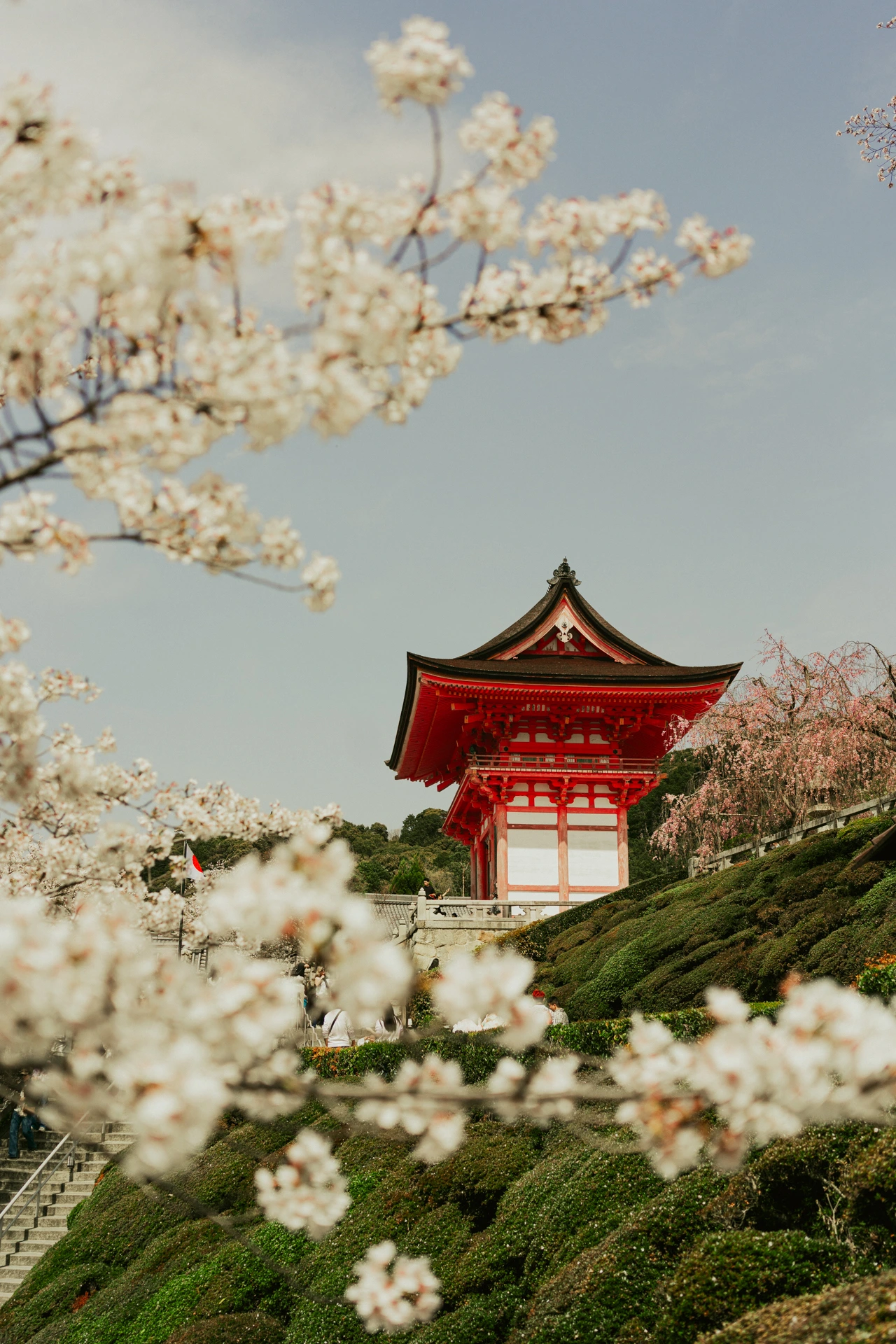 A vermilion two-storey temple gate in Kyoto standing above a terraced hillside of clipped green hedges, framed by branches of white cherry blossom in soft focus, with a weeping pink cherry tree beside it and a small Japanese flag below