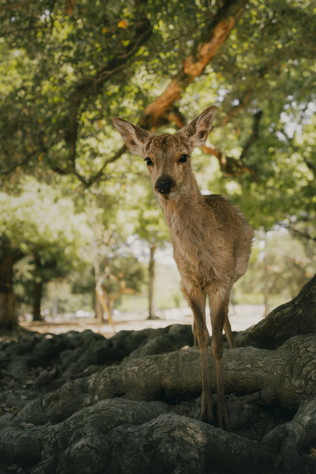 A young deer standing on exposed tree roots in a sunlit forest, looking directly at the camera with ears raised, dappled light filtering through the green canopy behind it