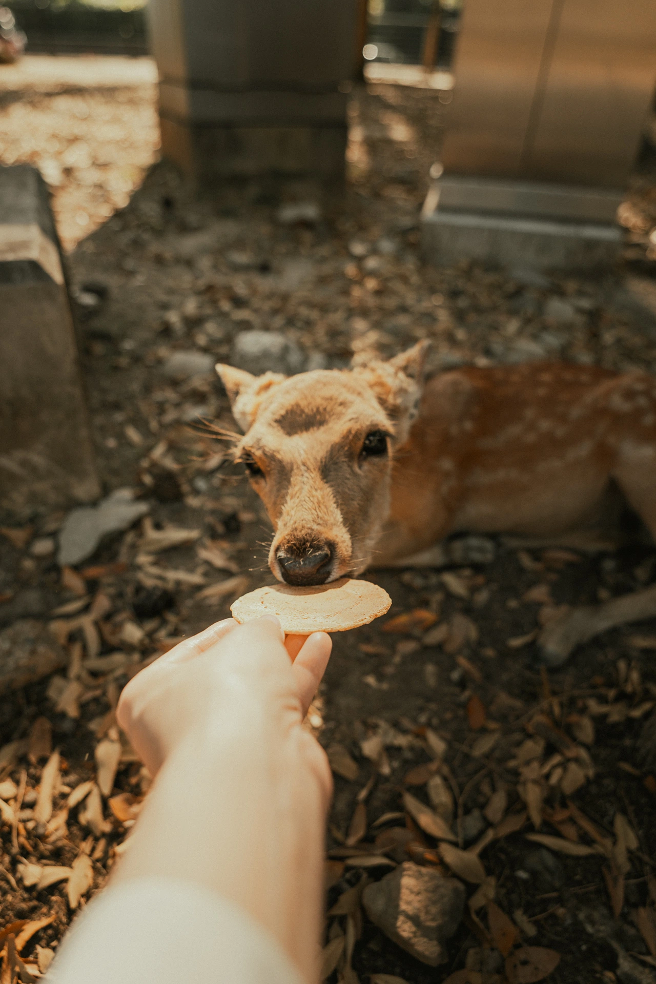 A sika deer lying on a bed of dry leaves and gravel in warm evening light, stretching its nose towards a round rice cracker held out on an outstretched hand in the foreground